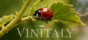 Ladybird on a vine shoot